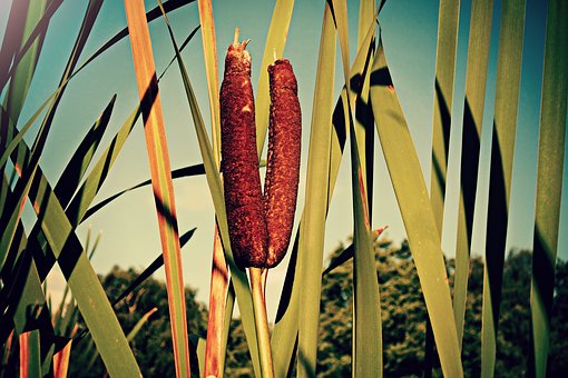 Survival Uses for Cattails