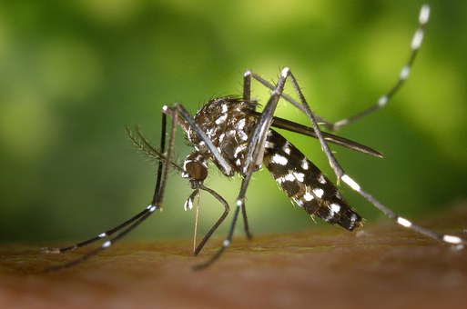 Homemade mosquito traps